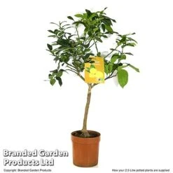 Limequat Citrus Plant -Tulip Bloom LIME LIMEQUAT T483831