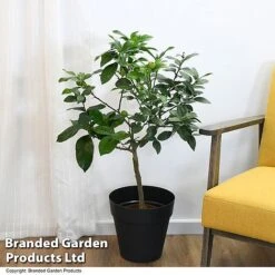 Limequat Citrus Plant -Tulip Bloom LIME LIMEQUAT T483841