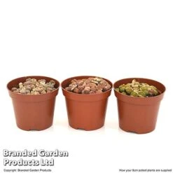 Lithops Species Mix -Tulip Bloom LITH MIX8CM T49850