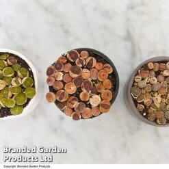 Lithops Species Mix -Tulip Bloom LITH MIX T49853