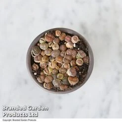 Lithops Species Mix -Tulip Bloom LITH MIX T49855