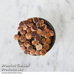 Lithops Species Mix -Tulip Bloom LITH MIX T49856