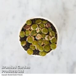 Lithops Species Mix -Tulip Bloom LITH MIX T49857