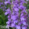 Lobelia Speciosa Fan Blue