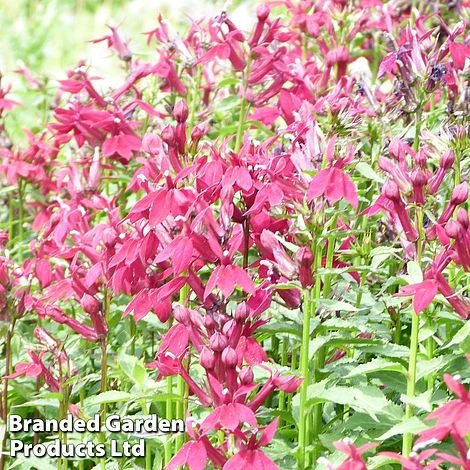 Lobelia Speciosa Fan Burgundy 1 Lobelia Speciosa Fan Burgundy