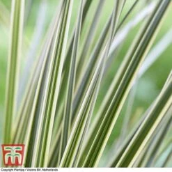 Lomandra 'White Sands' -Tulip Bloom LOMA KB4776 D