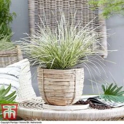 Lomandra 'White Sands' -Tulip Bloom LOMA KB4776 E