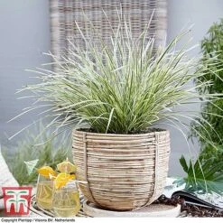 Lomandra 'White Sands' -Tulip Bloom LOMA KB4776 F