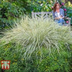Lomandra 'White Sands' -Tulip Bloom LOMA KB4776 H