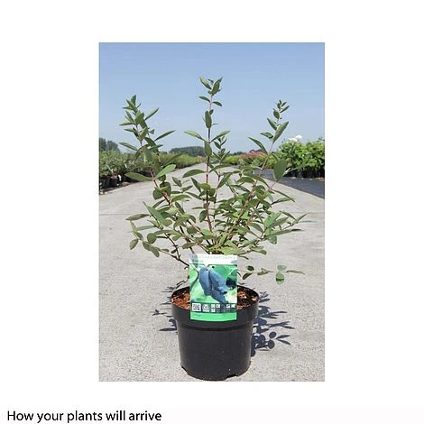 Lonicera Kamtschatica 'Eisbar' 2 Lonicera Kamtschatica 'Eisbar' - Image 2