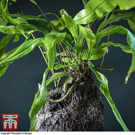 Lova Plant On Lava Rock - Gift 3 Lova Plant On Lava Rock - Gift - Image 3