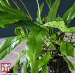 Lova Plant On Lava Rock - Gift 13 Lova Plant On Lava Rock - Gift -Tulip Bloom LOVA WKB4651 C1