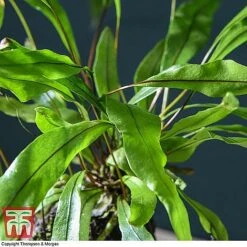 Lova Plant On Lava Rock - Gift 14 Lova Plant On Lava Rock - Gift -Tulip Bloom LOVA WKB4651 D1