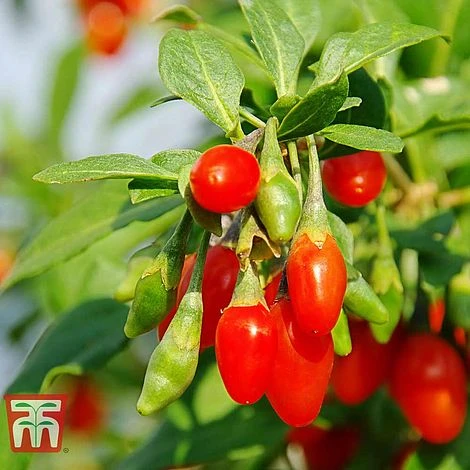 Goji Berry 'Sweet Lifeberry' 1 Goji Berry 'Sweet Lifeberry'