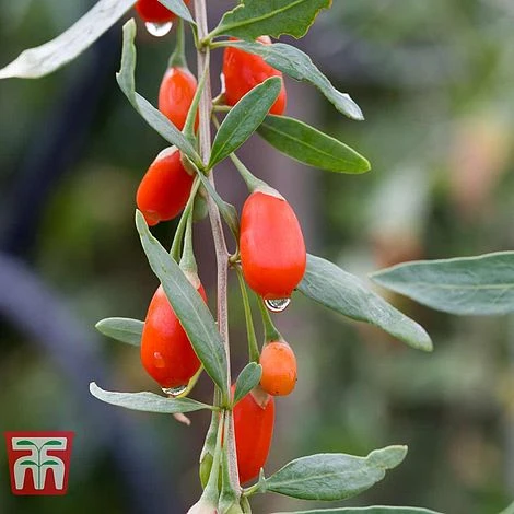 Goji Berry 'Sweet Lifeberry' 3 Goji Berry 'Sweet Lifeberry' - Image 3