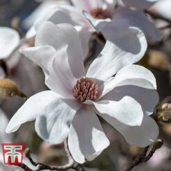 Magnolia X Loebneri 'Merrill'