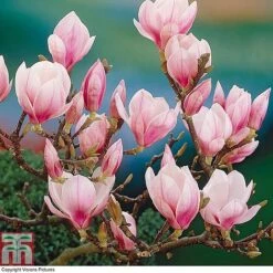 Magnolia 'Red Lucky' (Standard) -Tulip Bloom MAGN T86730 A
