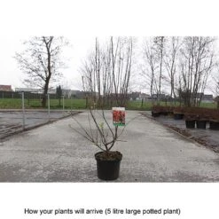 Crab Apple 'Evereste' -Tulip Bloom MALU T68421 B h