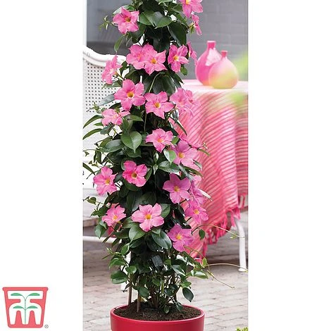 Mandevilla Sanderi 'Bloom Bells® Pink' 1 Mandevilla Sanderi 'Bloom Bells® Pink'
