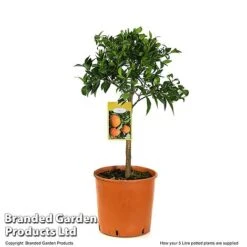 Mandarin Citrus Plant -Tulip Bloom MAND ORANGE5L T48380