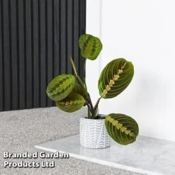 Maranta Leuconeura 'Fascinator' 7 Maranta Leuconeura 'Fascinator' -Tulip Bloom MARA FASCINATO T438211