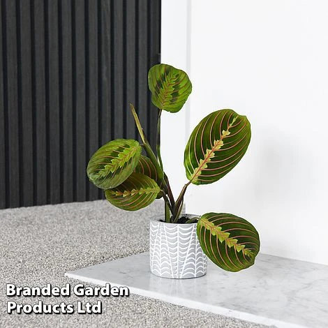 Maranta Leuconeura 'Fascinator' 3 Maranta Leuconeura 'Fascinator' - Image 3