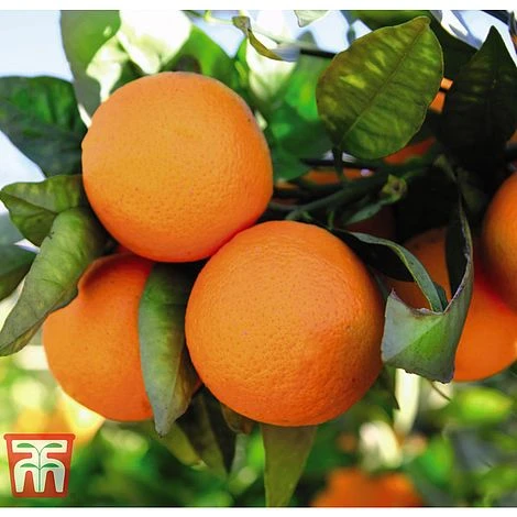 The Marmalade Collection - Gift 2 The Marmalade Collection - Gift - Image 2