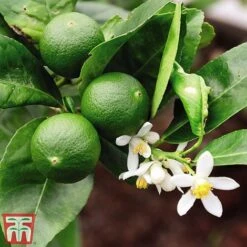 The Marmalade Collection - Gift 6 The Marmalade Collection - Gift -Tulip Bloom MARM KC5987 B