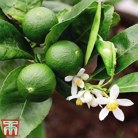 The Marmalade Collection - Gift 3 The Marmalade Collection - Gift - Image 3