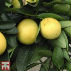 The Marmalade Collection - Gift 7 The Marmalade Collection - Gift -Tulip Bloom MARM KC5987 C