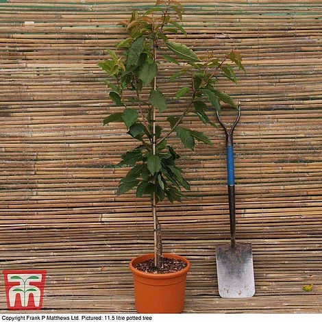 Prunus 'Snow Showers' 2 Prunus 'Snow Showers' - Image 2