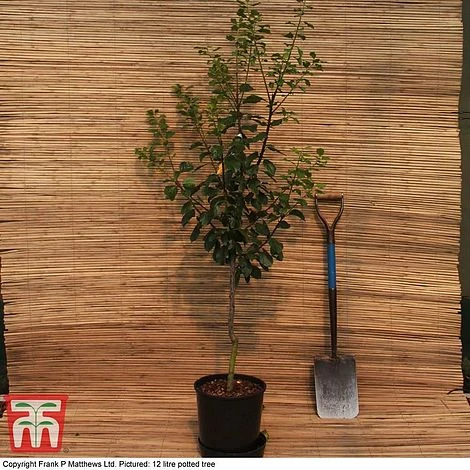 Damson 'Shropshire Prune' 2 Damson 'Shropshire Prune' - Image 2