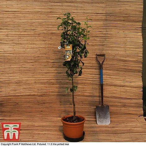 Pear 'Doyenné Du Comice' 3 Pear 'Doyenné Du Comice' - Image 3