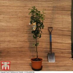 Pear 'Williams' Bon Chretien' -Tulip Bloom MATT PEAR PATIO 11 5L DEL G4