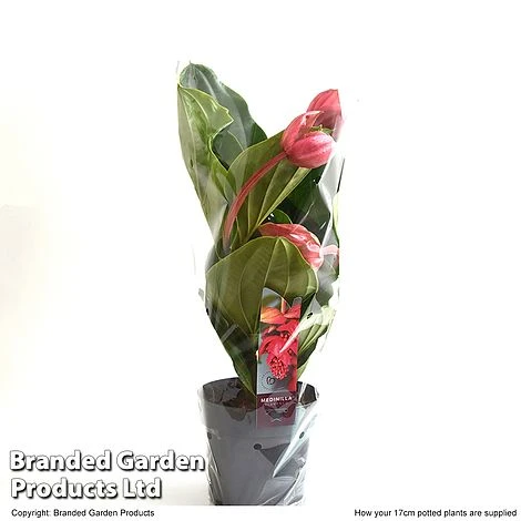 Medinilla Magnifica 'Flamenco' 5 Medinilla Magnifica 'Flamenco' - Image 5