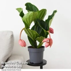 Medinilla Magnifica 'Flamenco'