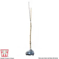 Medlar 'Nottingham' -Tulip Bloom MEDL CWW3404 C