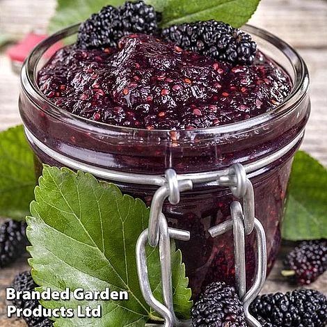 Mulberry 'Charlton House' 1 Mulberry 'Charlton House'