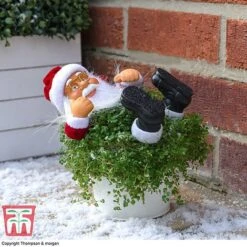 Tulip Bloom 23 'Mind Your Own Business' Santa - Gift