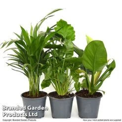 Calm Space Green Houseplant Mix In Decorative Wicker Basket -Tulip Bloom MIXD CALMS14CM T49694