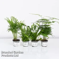 Green Houseplant Starter Mix 14 Green Houseplant Starter Mix -Tulip Bloom MIXD GREENSTAR KF0875 A