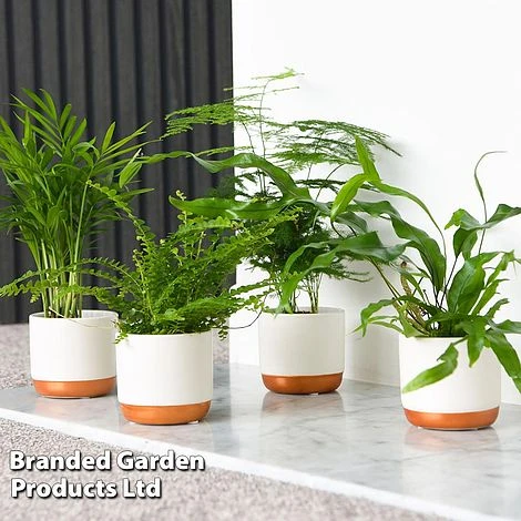 Green Houseplant Starter Mix 1 Green Houseplant Starter Mix