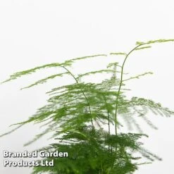 Green Houseplant Starter Mix 11 Green Houseplant Starter Mix -Tulip Bloom MIXD GREENSTAR KF0875 D