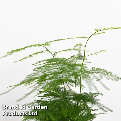 Green Houseplant Starter Mix 4 Green Houseplant Starter Mix - Image 4