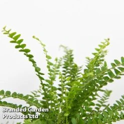 Green Houseplant Starter Mix 12 Green Houseplant Starter Mix -Tulip Bloom MIXD GREENSTAR KF0875 E