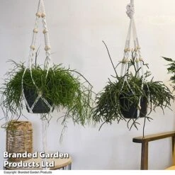 House Plants Hanging Mixed 12 House Plants Hanging Mixed -Tulip Bloom MIXD HOUSEPLAN T49027