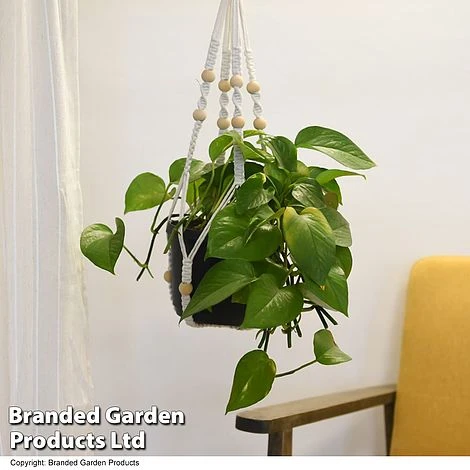 House Plants Hanging Mixed 2 House Plants Hanging Mixed - Image 2