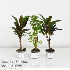 Houseplant Tropical Mix -Tulip Bloom MIXD TROPIC6CM T42638 A