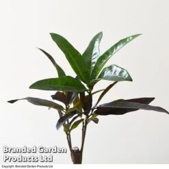 Houseplant Tropical Mix -Tulip Bloom MIXD TROPICALH T42646 A