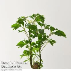 Houseplant Tropical Mix -Tulip Bloom MIXD TROPICALH T42648 A